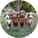 Brasken Labradoodles profile picture
